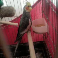 عروس هلندی نر