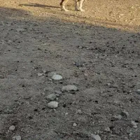 توله سگ ماده