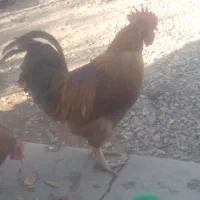 خروس جوان|حیوانات مزرعه|آبیک, |دیوار