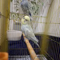 مرغ عشق انگلیسی