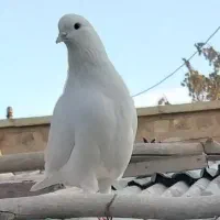 حیوانات مزرعه (کبوتر)|پرنده|خان ببین, |دیوار