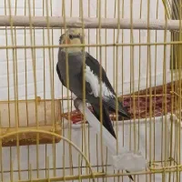 عروس هلندی