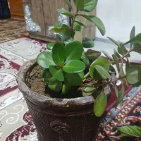۴ عدد گل طبیعی زیبا|گل و گیاه طبیعی|ایوان, |دیوار
