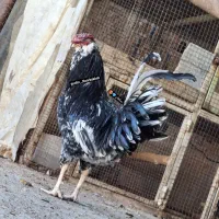 تخم مرغ گلین فول کیفیت