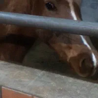 اسب|اسب و تجهیزات اسب‌سواری|تهران, پارک شهر|دیوار