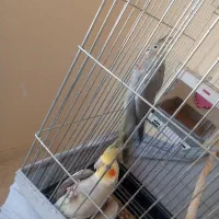 عروس هلندی یک جفت بدون قفس