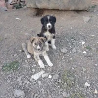 توله سگ  خراسانی