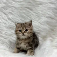 بیریتش گلد لانگ هیر