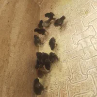 جوجه مرغ نژادار گلین