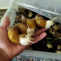 حلزون آچالانتا  اصل برای زیبایی و جوان سازی پوست