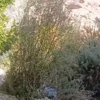 تور وچارتر