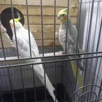 عروس هلندی