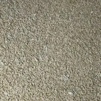 بذر گندم چمران 2 قیمت توافقی