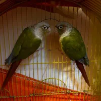 طوطی گیرینچیک|پرنده|محمدشهر, همایون ویلا|دیوار
