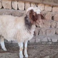 بره چاق چاق