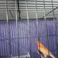 قناری|پرنده|کرمان, |دیوار