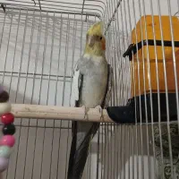 عروس هلندی