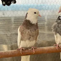 کفتر طوقی گمشده