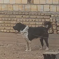 فروشی|سگ|لاران, |دیوار