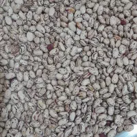 لوبیا چیتی|خوردنی و آشامیدنی|نوبران, |دیوار