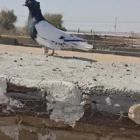 کبوتر پرنده|پرنده|فریمان, |دیوار