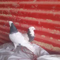 دوتا قوق نرو ماده یه صده امری با 4تا پرشی|پرنده|اسفراین, |دیوار