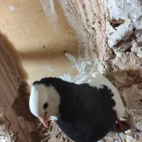 کبوتر طوقی|پرنده|میبد, |دیوار