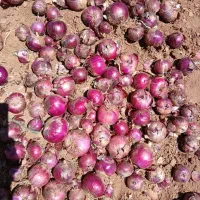 پخش فرهنگی جات به سوپرمارکت ها و ...|خوردنی و آشامیدنی|تهران, بریانک|دیوار