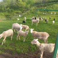 مرکز فروش گوسفندان  نژاد دار اصل خارجی