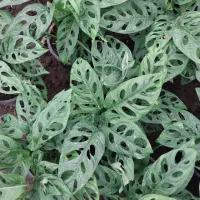 فیتونیا|گل و گیاه طبیعی|نشتارود, |دیوار