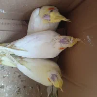 عروس هلندی دستی|پرنده|نکا, |دیوار