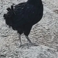 سلام  عرض ادب یک مرغ سیاه 6ماهه است و یک مرغ گلین