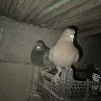 کفتر|پرنده|آسمینون, |دیوار