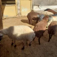 7 راس بز جوان و 7 راس بره|حیوانات مزرعه|دورود, |دیوار