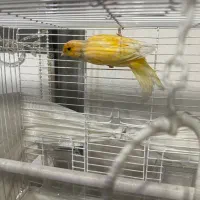 قناری نر و ماده