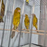 تعدادی قناری سبز و زیتونی