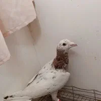 کفتر کله هما هفرنگ گمشده|پرنده|سبزوار, غرب نیروگاه|دیوار