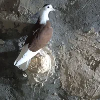 کبوتر شازده