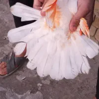 کبوتر|پرنده|بروجرد, |دیوار