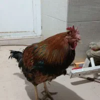 خروس جوان ۸ ماهه