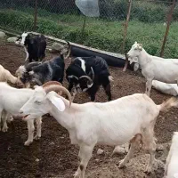 بز سانن دورگ