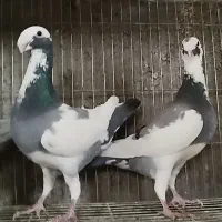 هومر اگزبیشن دنش