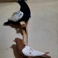 کفتر رنگی چپ و سینه و