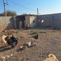 تعدادی مرغ و خروس محلی و گلین و بوقلمون فروشی