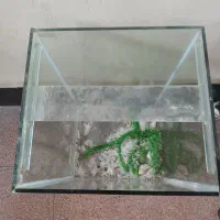 شیشه‌ای  آکواریوم|ماهی|لنگرود, |دیوار