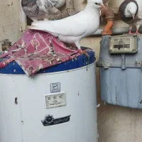 کبوتر رنگی جفت با جوجه