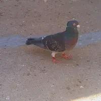 شیش کبوتر زرنگ دوری سه تا اول نر سه تا دوم ماده