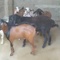 کهره نزار|حیوانات مزرعه|قشم, |دیوار