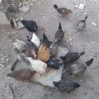 حیوانات مزرعه