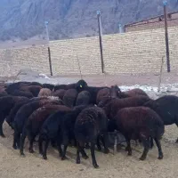 30راس  قره قزل داشتی